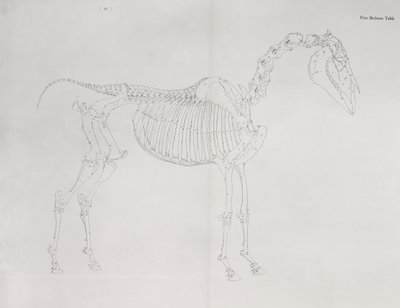 Første skjelettbord, fra 'The Anatomy of the Horse' av George Stubbs