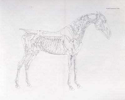 Fjerde anatomiske tabell, fra 