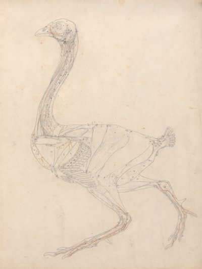 Fuglekropp, sidevisning (studie for nøkkelfiguren til tabell XV) av George Stubbs
