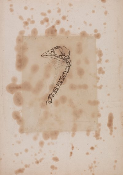 Hønsehode og -hals, sett fra siden av George Stubbs