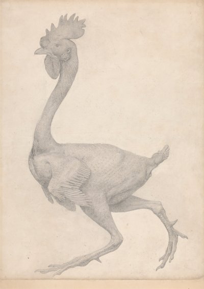 Høns, sett fra siden med de fleste fjær fjernet (ferdig studie for tabell X) av George Stubbs