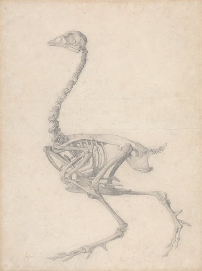 Fowl Skjelett, sidevisning (ferdig studie for tabell V) av George Stubbs