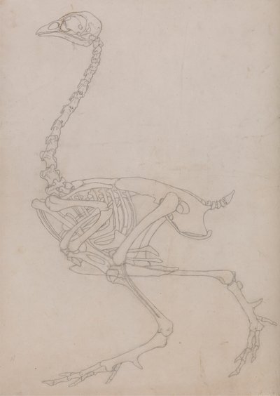 Fowl Skeleton, Lateral View (konturtegning av skjelettet forberedt for nøkkelfiguren til tabell V) av George Stubbs