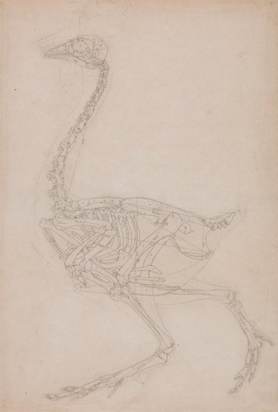 Høneskjelett, sidevisning (sannsynligvis grunnleggende studie av proporsjonene til hønseskjelettet brukt til andre tegninger) av George Stubbs