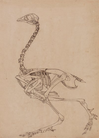 Fowl Skeleton, Lateral View (Studie for nøkkelfiguren til tabell V) av George Stubbs