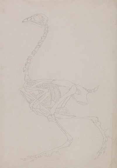 Hønseskjelett, sett fra siden av George Stubbs