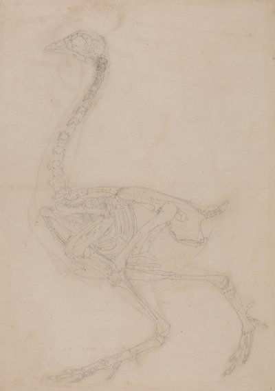 Hønseskjelett, sett fra siden av George Stubbs