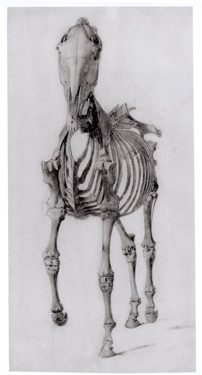 Forfra av skjelettet til en hest, studie nr. 10 fra The Anatomy of the Horse, 1766 av George Stubbs