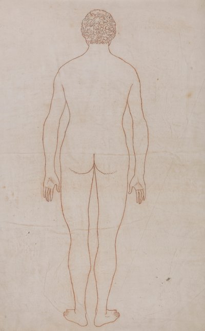 Menneskekropp, posterior sett (konturtegning for tabell VII) av George Stubbs