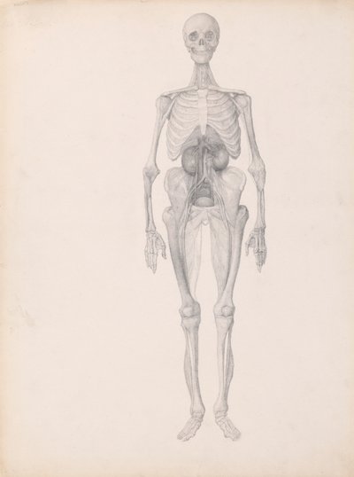 Menneskefigur, sett forfra (ferdig studie av siste fase av disseksjon) av George Stubbs
