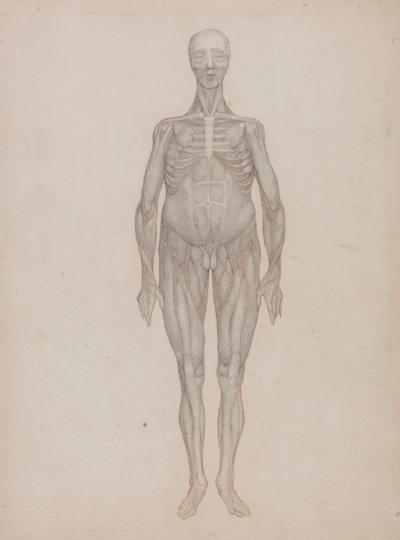 Menneskelig figur, forfra (beregnet på en tallerken som aldri ble publisert) av George Stubbs