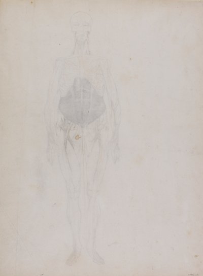 Menneskeskikkelse, forfra (stort sett i omriss) av George Stubbs