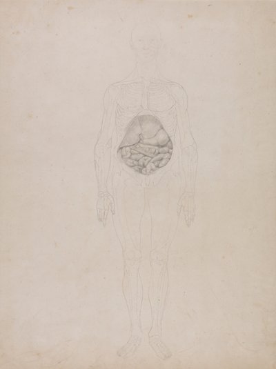 Menneskeskikkelse, forfra (konturtegning) av George Stubbs