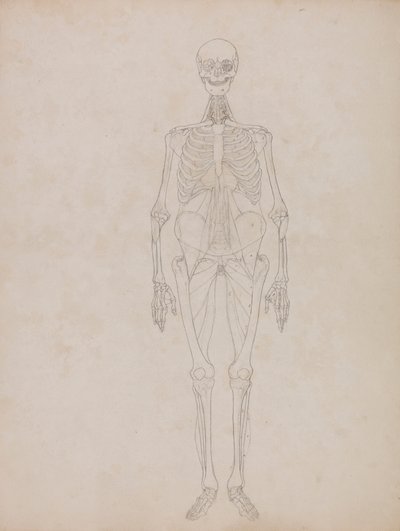 Menneskefigur, forfra (konturfigur) av George Stubbs