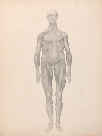 Menneskelig figur, forfra, hud og underliggende fasciallag fjernet (ferdig studie for tabell XI) av George Stubbs