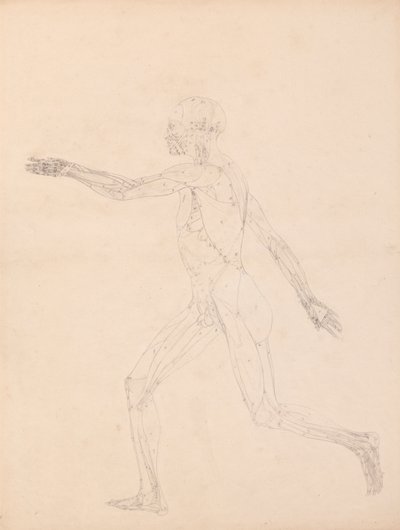 Menneskelig figur, sidevisning (for nøkkelfiguren til tabell XIII) av George Stubbs