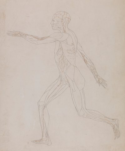 Menneskelig figur, sidevisning (relatert til tabell XIII, detaljert studie av blodårene som forsyner musklene) av George Stubbs