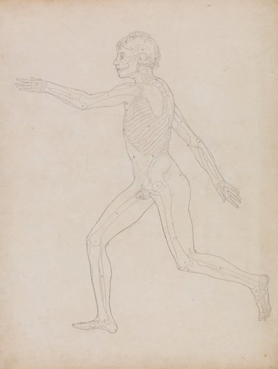 Menneskeskikkelse, sidevisning av George Stubbs