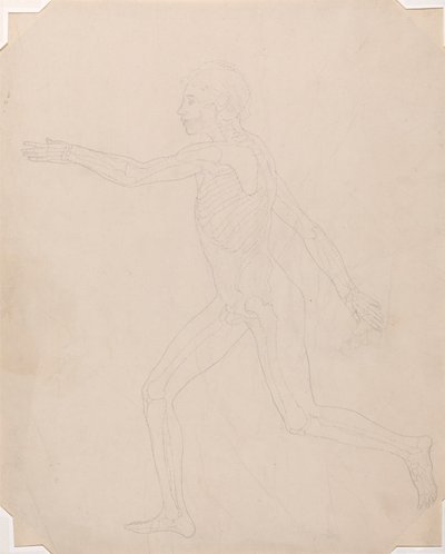 Menneskeskikkelse, sidevisning av George Stubbs