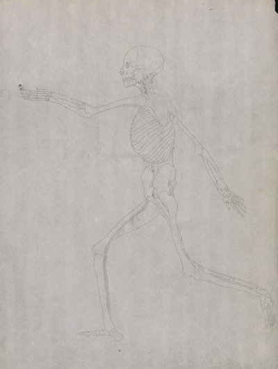 Menneskeskikkelse, sidevisning av George Stubbs