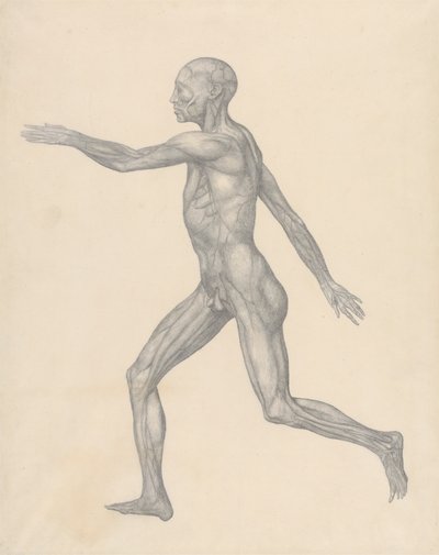 Menneskelig figur, sidebilde, etter fjerning av huden og de underliggende fasiale lagene (ferdig studie for tabell XIII) av George Stubbs