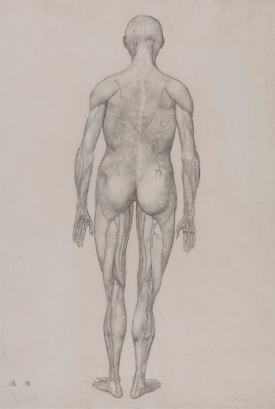 Menneskeskikkelse, posterior sett (nesten identisk med ferdig tegning for tabell XII) av George Stubbs