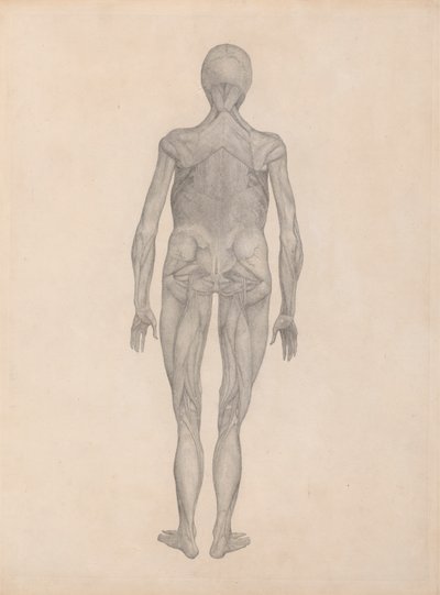 Menneskefigur, posterior sett (ferdig studie for en upublisert plate) av George Stubbs