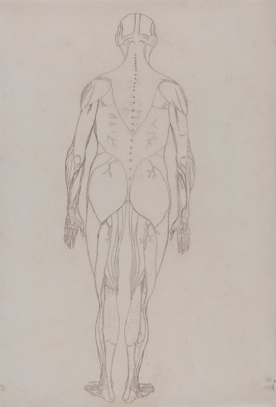 Menneskeskikkelse, posterior sett (konturtegning for nøkkelfigur til tabell XII) av George Stubbs