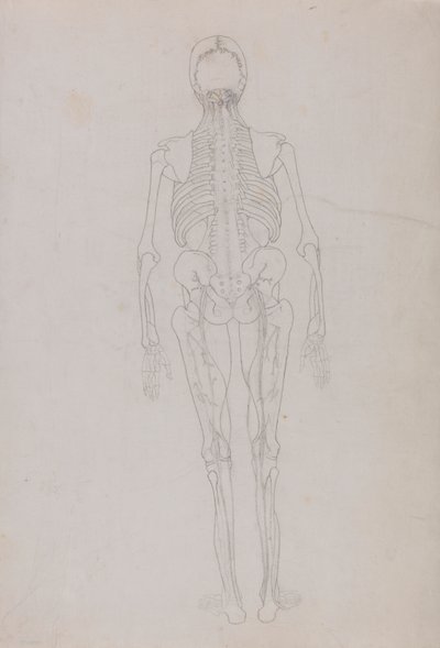 Menneskelig figur, posterior sett (konturtegning for en nøkkelfigur som viser det siste stadiet av disseksjon) av George Stubbs