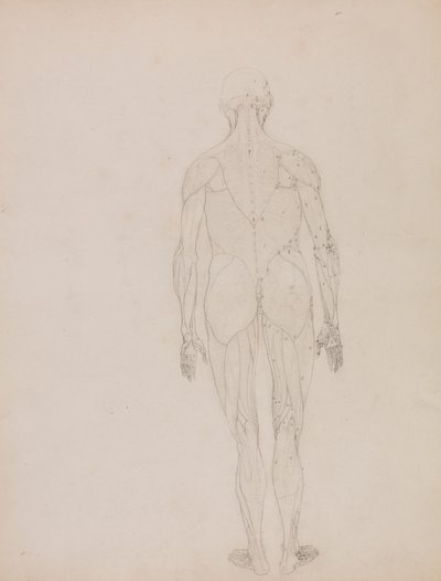 Menneskelig figur, posterior sett (konturtegning for nøkkelfigur til tabell XII) av George Stubbs