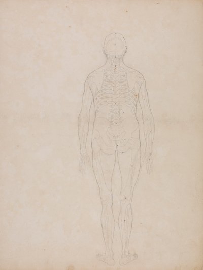 Menneskeskikkelse, posterior sett av George Stubbs