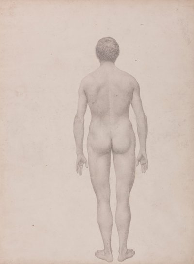 Menneskeskikkelse, posteriort, udissert (ferdig studie for tabell VII) av George Stubbs