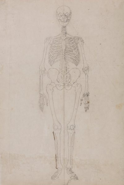 Menneskeskjelett, forfra (avsluttende studie) av George Stubbs