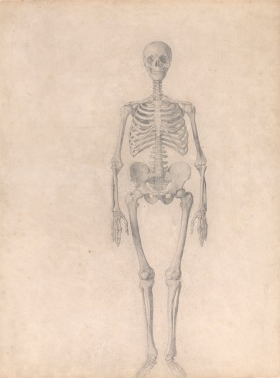 Menneskeskjelett, sett forfra (ferdig studie for tabell I) av George Stubbs