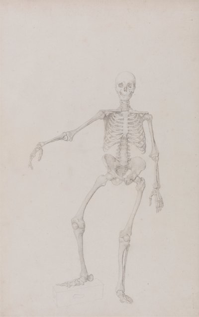 Menneskelig skjelett, forfra (høyre arm utstrakt; ferdig studie for upublisert bord) av George Stubbs