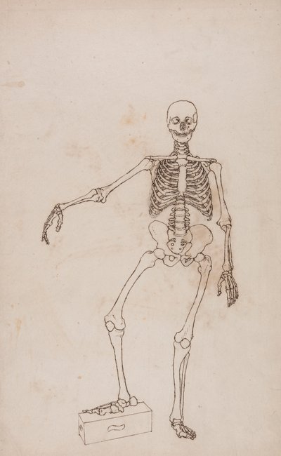 Menneskeskjelett, forfra av George Stubbs