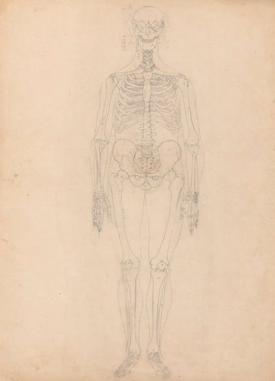 Menneskeskjelett, forfra av George Stubbs