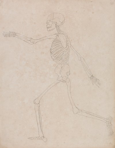 Menneskelig skjelett, sidevisning (kan ha blitt opprinnelig forberedt for bruk som en nøkkelfigur i tabell III, men senere forlatt) av George Stubbs