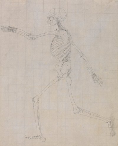 Menneskeskjelett, sidevisning (omriss av skjelettet for nøkkelfiguren til tabell III) av George Stubbs