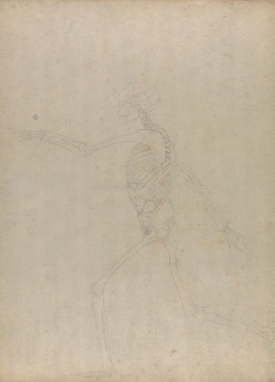 Menneskelig skjelett, sidevisning (Studie for en nøkkelfigur til en upublisert tabell som viser innvollene i magen) av George Stubbs