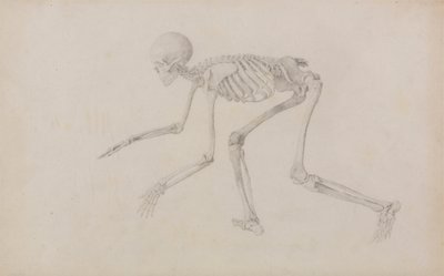 Menneskelig skjelett, sidevisning (i krypende stilling; ferdig studie for en upublisert tabell) av George Stubbs