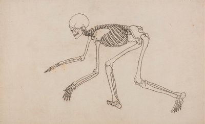 Menneskeskjelett, sidevisning av George Stubbs