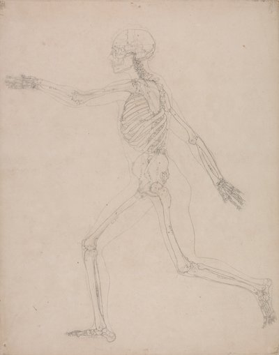 Menneskeskjelett, sidevisning av George Stubbs