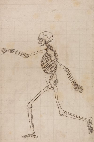 Menneskeskjelett, sidevisning av George Stubbs