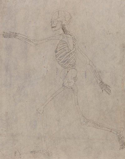 Menneskeskjelett, sidevisning av George Stubbs