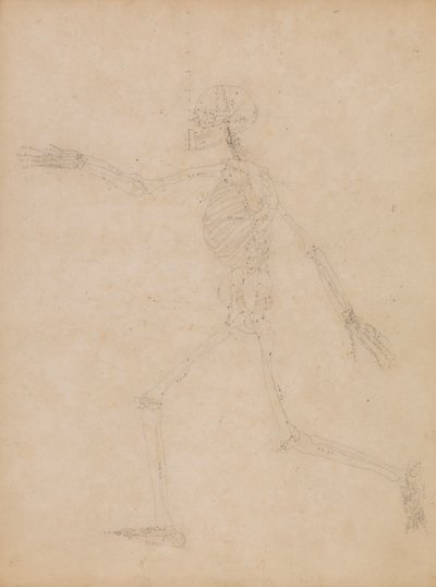 Menneskeskjelett, sidevisning av George Stubbs
