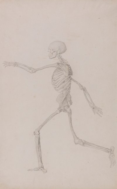Menneskeskjelett, sett fra venstre, løpende (ferdig studie for tabell III) av George Stubbs