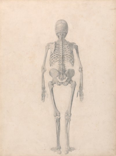 Menneskeskjelett, posterior sett (ferdig studie for tabell II) av George Stubbs