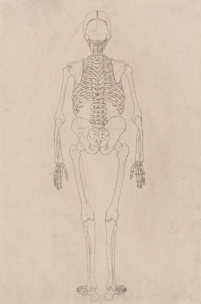 Menneskeskjelett, posterior sett (relaterer til tabell II) av George Stubbs