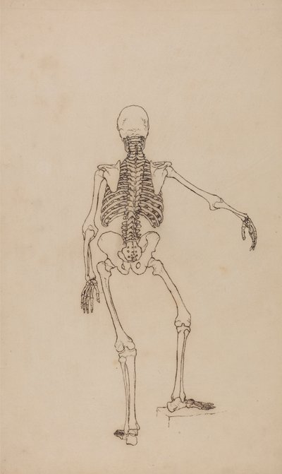 Menneskeskjelett, bakfra av George Stubbs